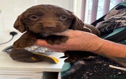 Sprocker dogs for sale: Sproker - Image 2