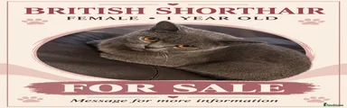 British Shorthair 1