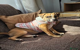 Mixed Breed dogs for sale: Lovely lily bullboxer  - Image 1