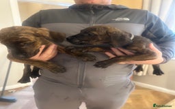 Mixed Breed dogs for sale: Cane corso x doberman - Image 6