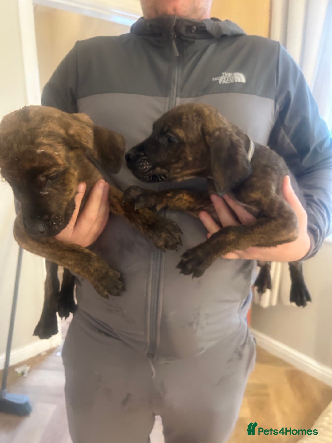 Mixed Breed dogs for sale: Cane corso x doberman - Image 6