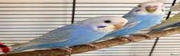 Budgerigars birds for sale: Beautiful baby budgies - Advert 3