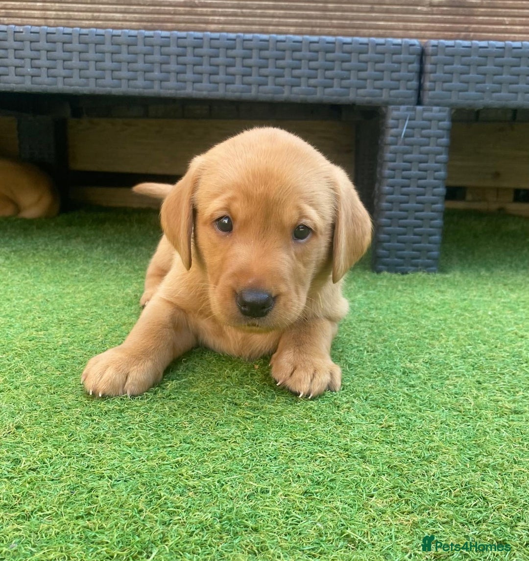 Labrador Retriever dogs for sale: Labrador Retriever Fox Red KC Registered  - Image 11