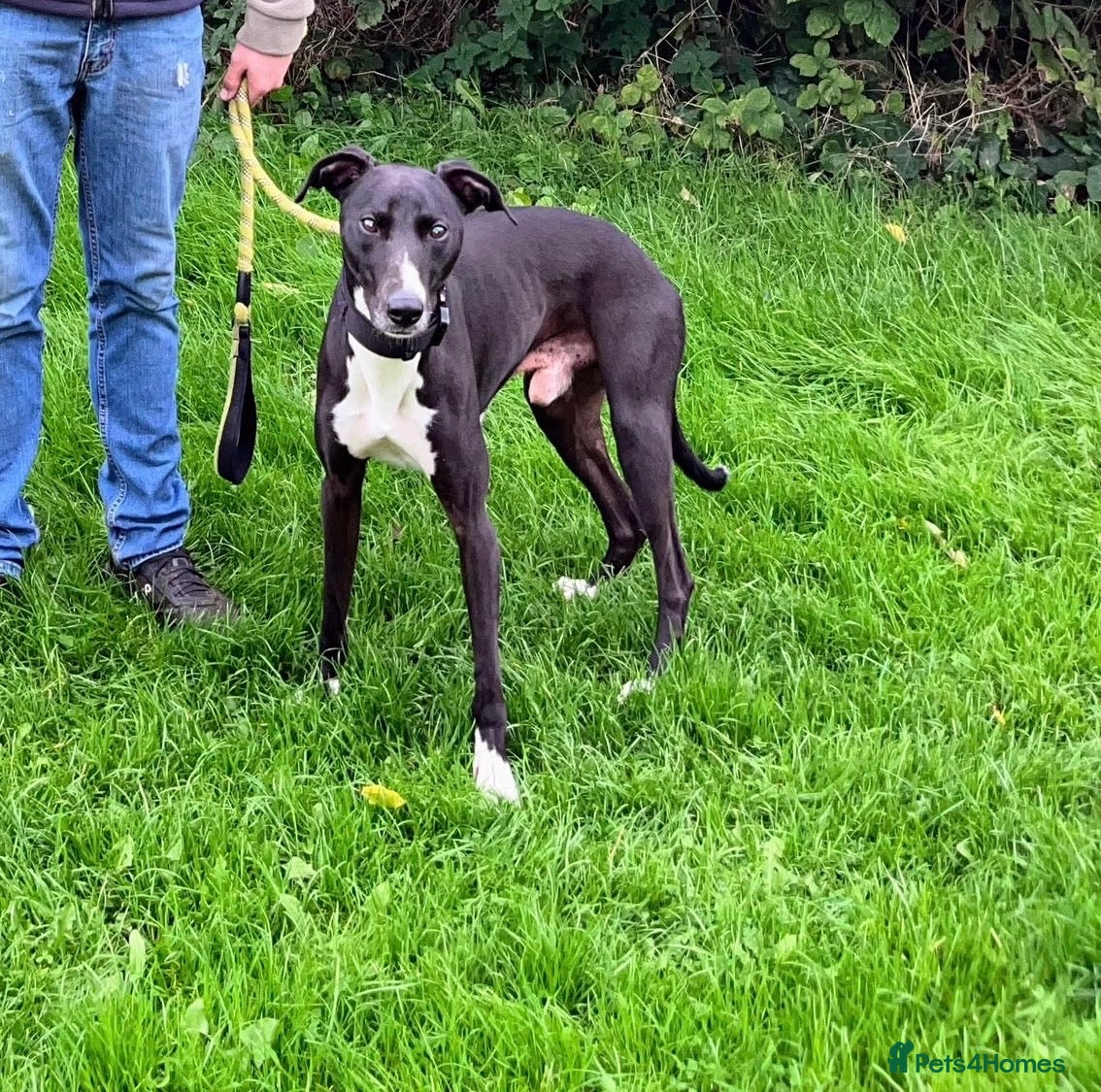 Lurcher dogs Nice Lurcher sire - Advert 2