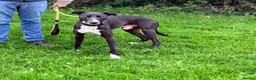 Lurcher dogs for stud: Nice Lurcher sire - Advert 1