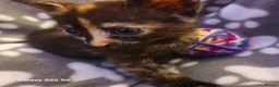 Mixed Breed cats for sale: Kittens  in Blackburn - Advert 4
