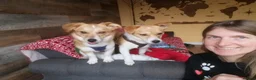 Mixed Breed dogs for adoption: ❤️MEYA & KALLIE❤️-SMALL SISTERS SEEK A KIND HOME - Advert 4