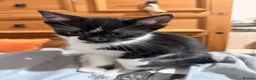 Mixed Breed cats for sale: Beautiful, bouncy kittens in Benfleet - Advert 3