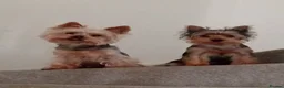 Yorkshire Terrier dogs for sale: 3 Yorkshire Terrier Puppies - Advert 7
