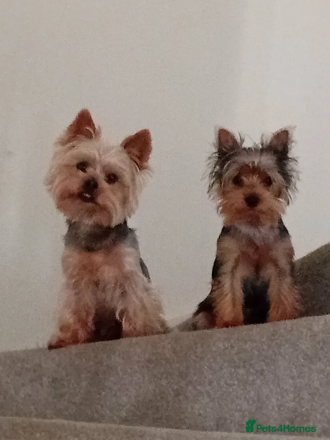 Yorkshire Terrier dogs for sale: 3 Yorkshire Terrier Puppies - Advert 7