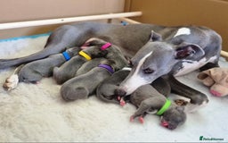 Whippet dogs for sale: Pedigree Blue & White Whippet Puppies - Image 1