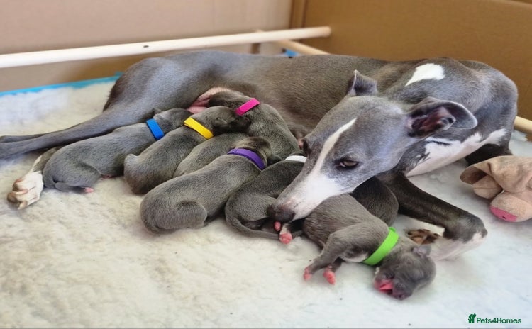 Whippet dogs - Advert 11