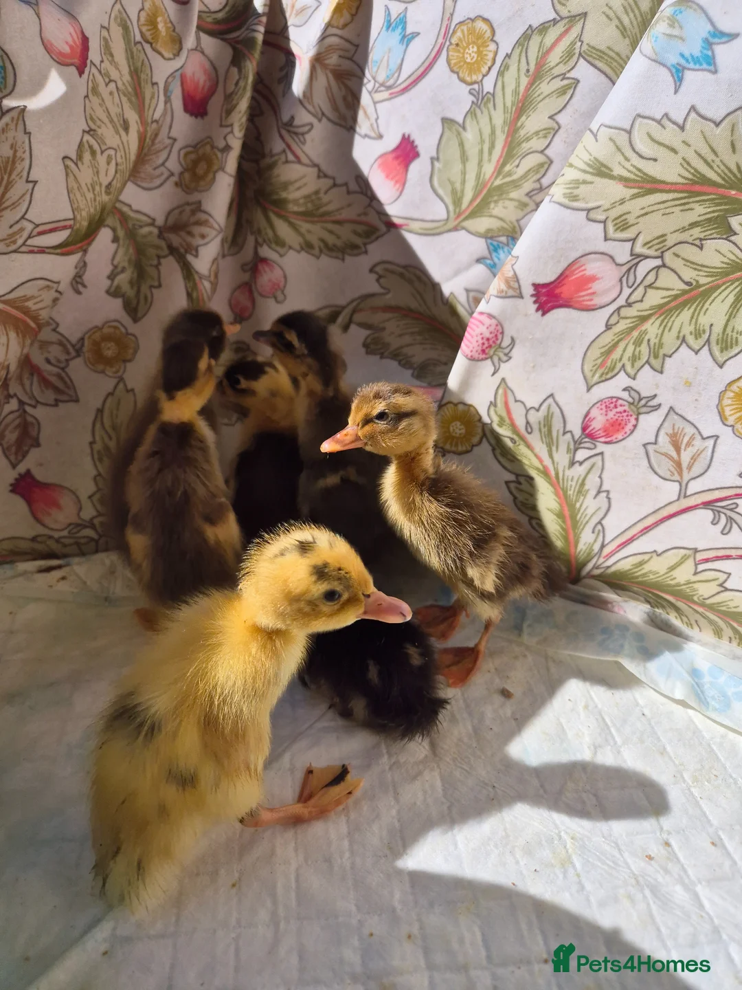 Ducks poultry for sale: Indian runner ducklings & hatching eggs - Advert 2