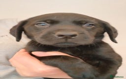 Labrador Retriever dogs for sale: Black and chocolate labrador puppies - Image 3