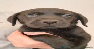 Labrador Retriever dogs - Advert 5