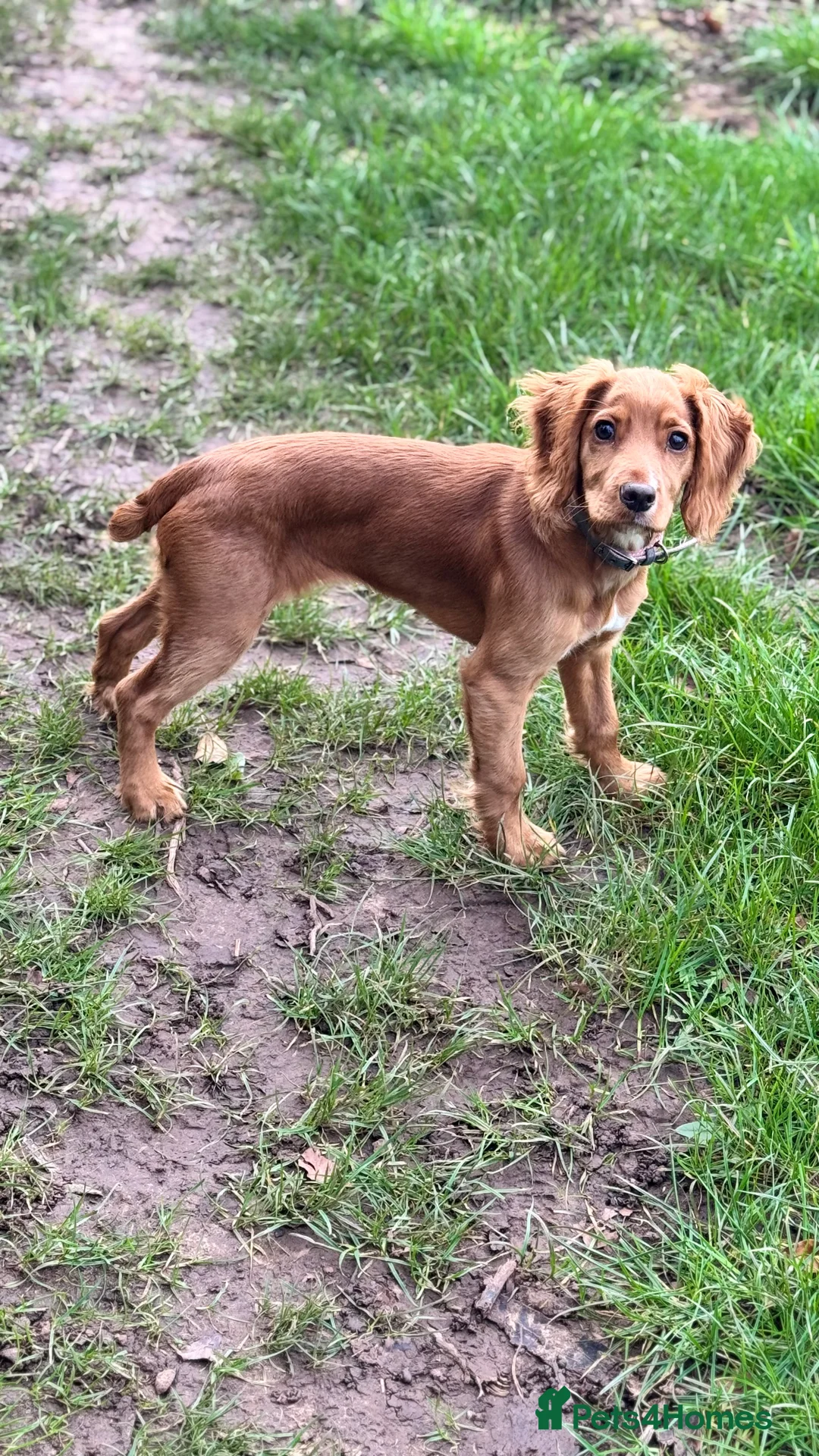Cocker Spaniel dogs for sale: Red 5 month old cocker in Nottingham - Advert 2