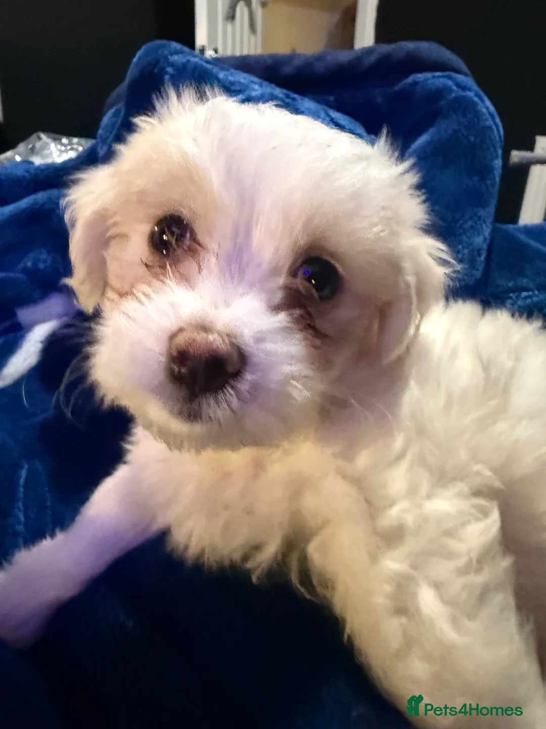 Bichon Frise dogs for sale: 2 Adorable Bichon Maltese Boy Puppies 8Weeks Old🐾 in Liverpool - Advert 1