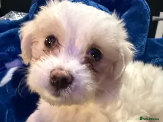 Bichon Frise dogs 2 Adorable Bichon Maltese Boy Puppies 8Weeks Old🐾 - Advert 9