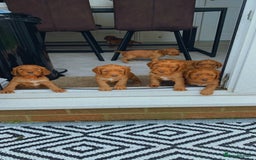 Cocker Spaniel dogs for sale: 🧡 Waiting List OPEN! 🧡 Fox Red WCS - Image 4