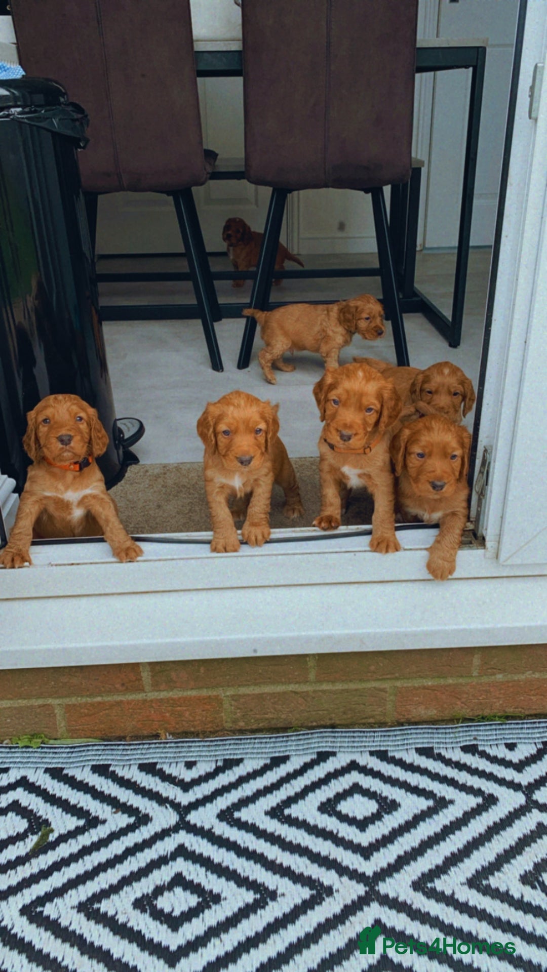 Cocker Spaniel dogs for sale: 🧡 Waiting List OPEN! 🧡 Fox Red WCS - Image 4