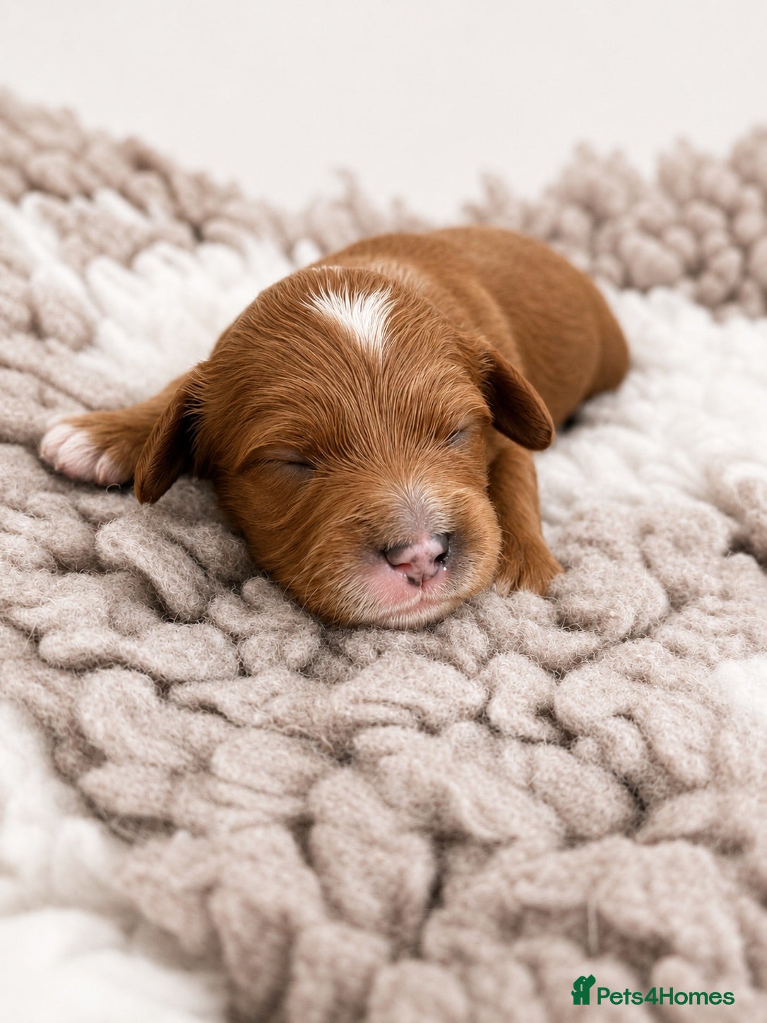 Cavapoo dogs 🧸F1  cavapoos – Ethical Licensed Breeder🧸 - Advert 1