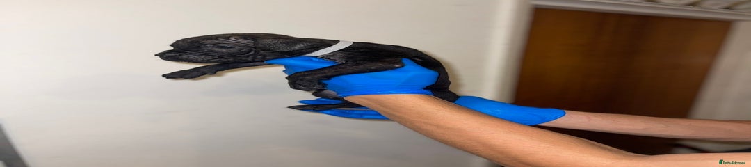 MALE