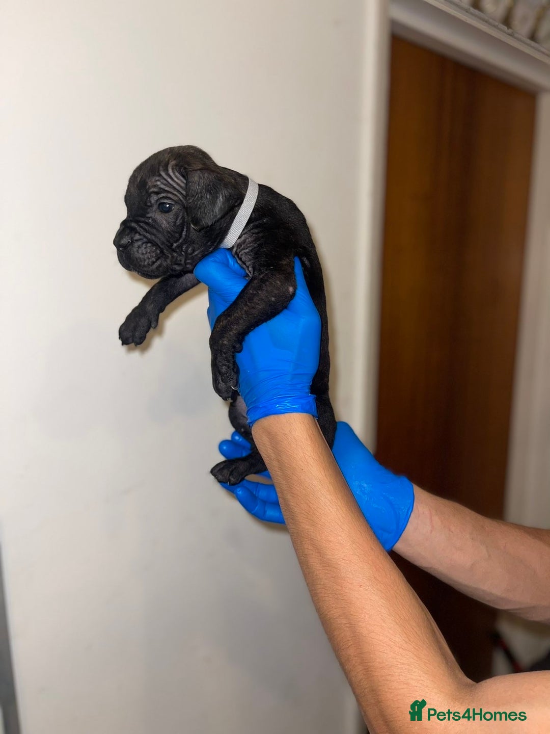 Presa Canario dogs for sale: Presa Canario Puppies for Sale - Image 3