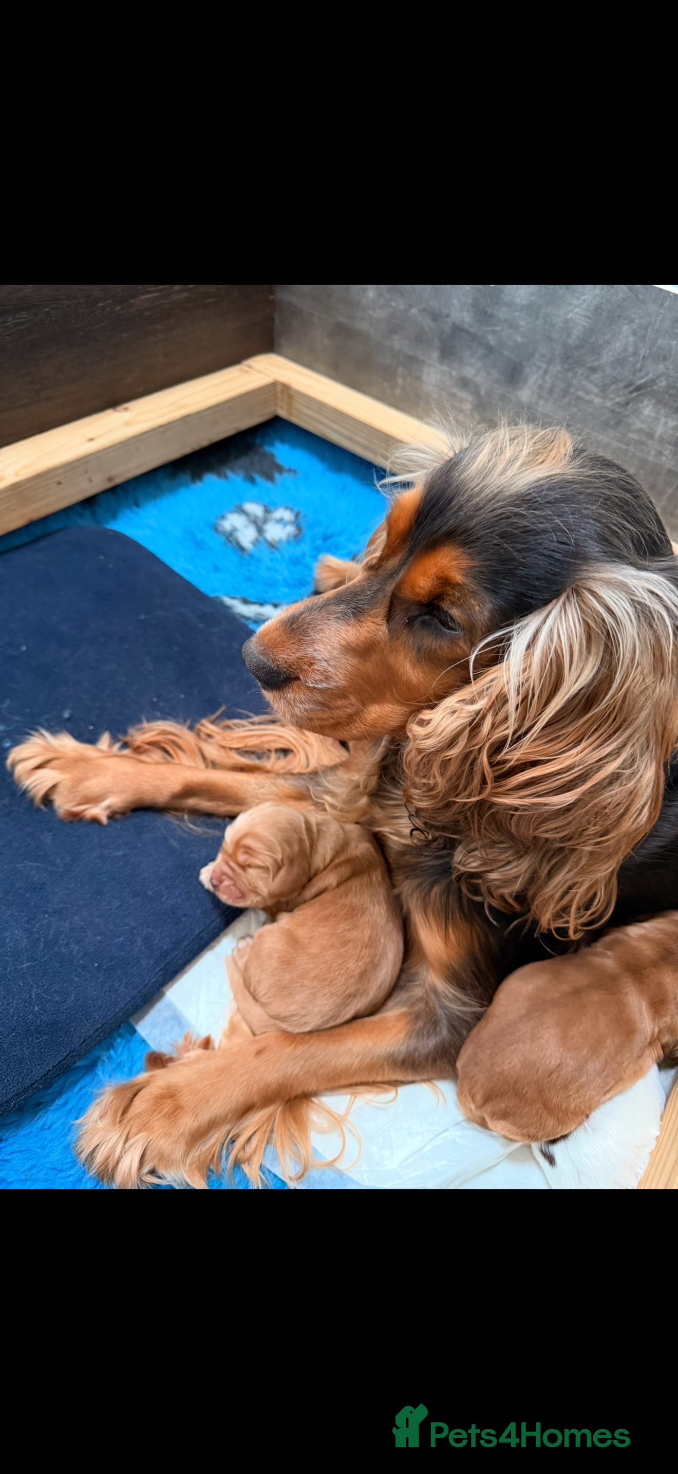 Cocker Spaniel dogs Show Cocker Spaniels - Advert 2