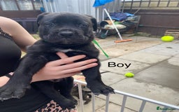 Mixed Breed dogs for sale: Bull mastiff x American bulldog puppies - Image 9