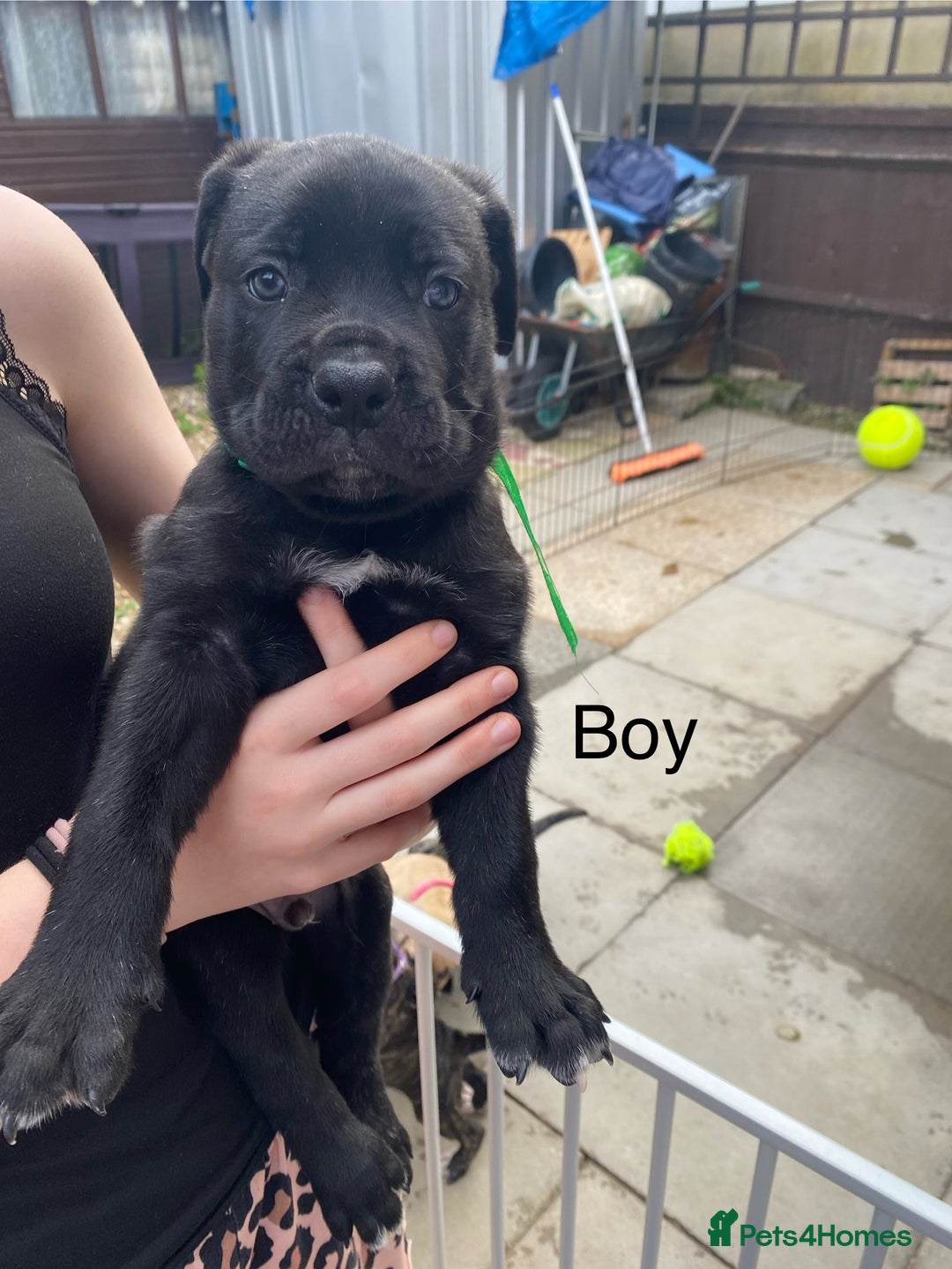 Mixed Breed dogs for sale: Bull mastiff x American bulldog puppies - Image 9
