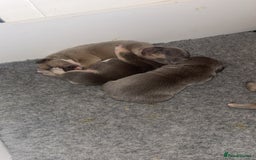 French Bulldog dogs for sale: 🐾✨ Adorable Frenchies ready soon ✨ 🐾  - Advert 6