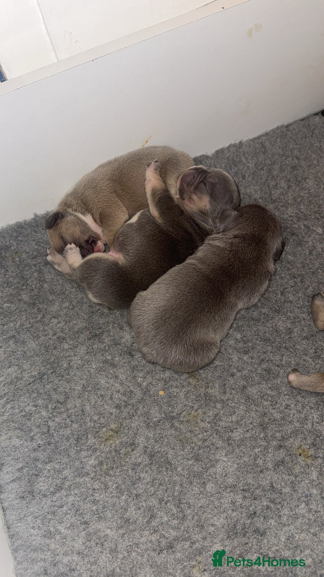 French Bulldog dogs for sale: 🐾✨ Adorable Frenchies ready soon ✨ 🐾  - Advert 6