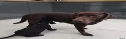 Labrador Retriever dogs for sale: Beautiful Black Labrador Boys Ready Soon - Advert 17