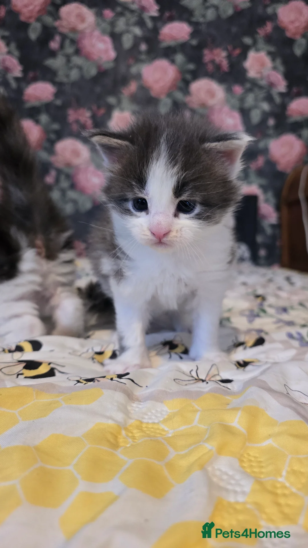 Maine Coon cats for sale: TICA REG MAINECOONS  - Advert 6