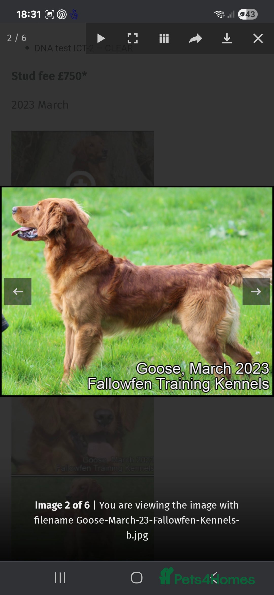 Golden Retriever dogs for sale: Working golden retriever puppies  - Image 7
