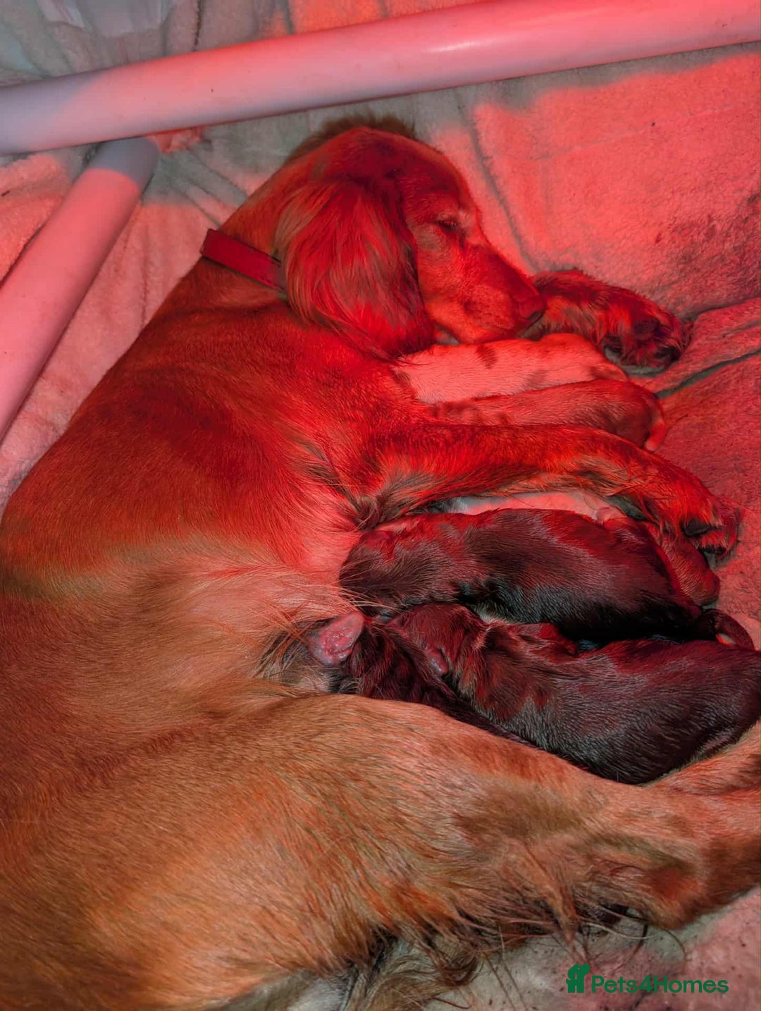 Cocker Spaniel dogs for sale: Beautiful Cocker Spaniel puppies - Image 8