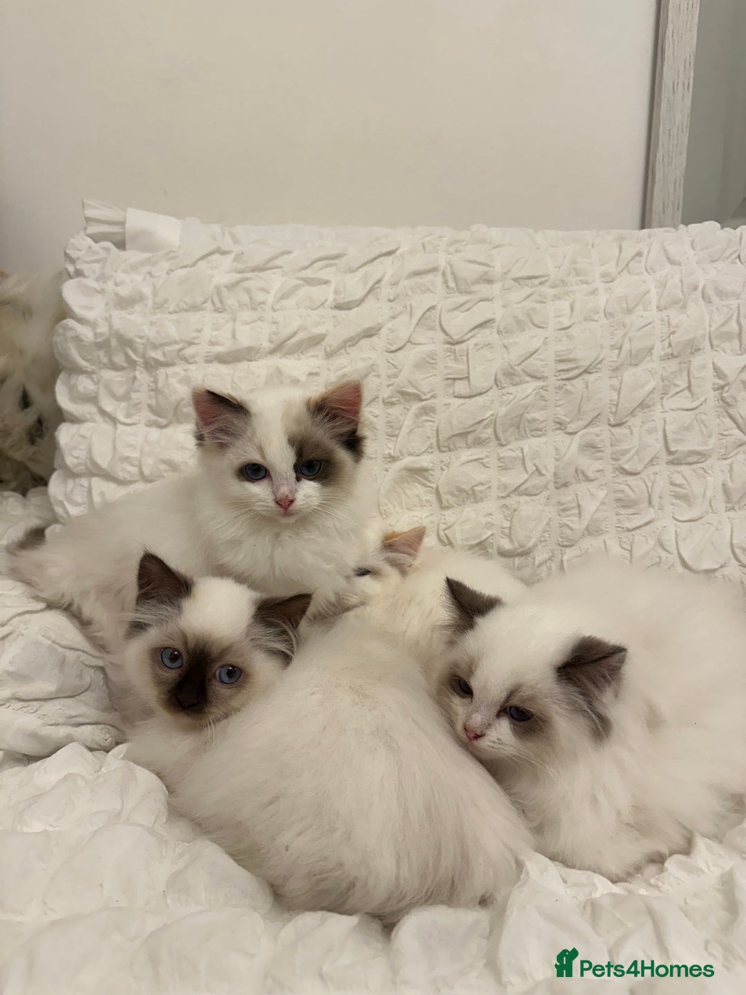 Ragdoll cats for sale: Gorgeous full pedigree ragdoll kittens - Advert 4