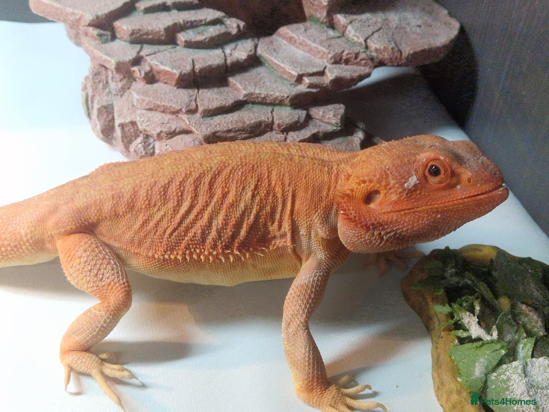 Bearded Dragon reptiles for sale: Red leatherback hypo bearded dragon and vivariums  - Image 2