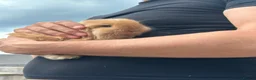 Mini Lop rabbits for sale: Mini lop rabbits  - Advert 15