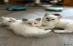 Ragdoll cats for sale: One gorgeous boy,  Luxury pedigree. - Image 25