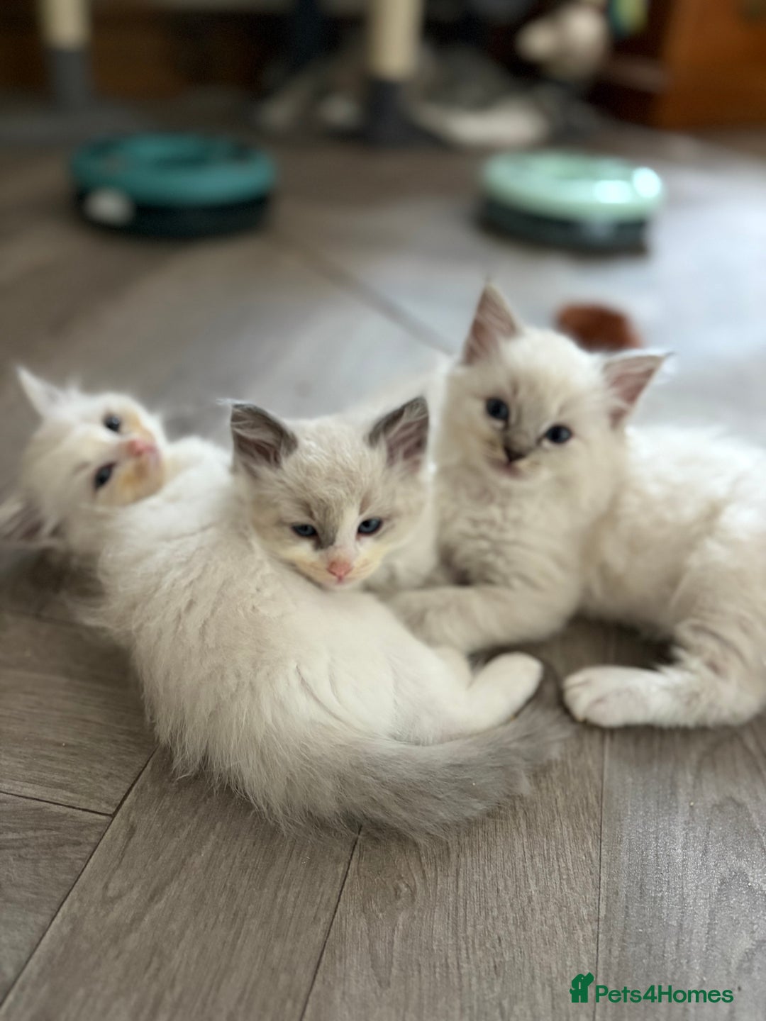 Ragdoll cats for sale: One gorgeous boy,  Luxury pedigree. - Image 25