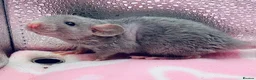 Rat rodents for sale: Pedigree Dumbo Rats in Russian Blue and Black - Advert 6