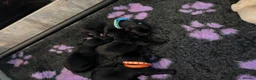 Labrador Retriever dogs for sale:  ⭐️ 5* LICENSED BREEDER - KC REGISTERED LABRADORS - Advert 13