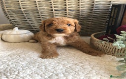 Cavapoochon dogs for sale: Cavapoochon puppies *1 boy remaining* - Image 13