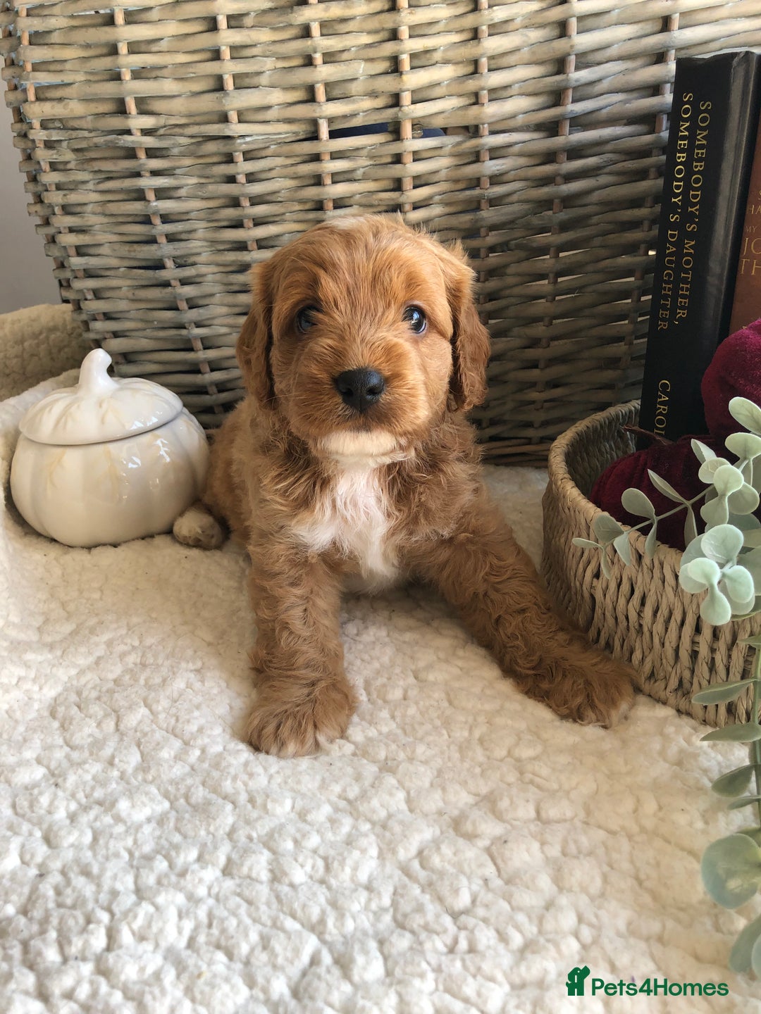 Cavapoochon dogs for sale: Cavapoochon puppies *1 boy remaining* - Image 13