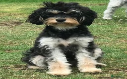 Cavapoo dogs for sale: TOY Fluffy Cavapoo’s From Health Tested Parents - Image 36