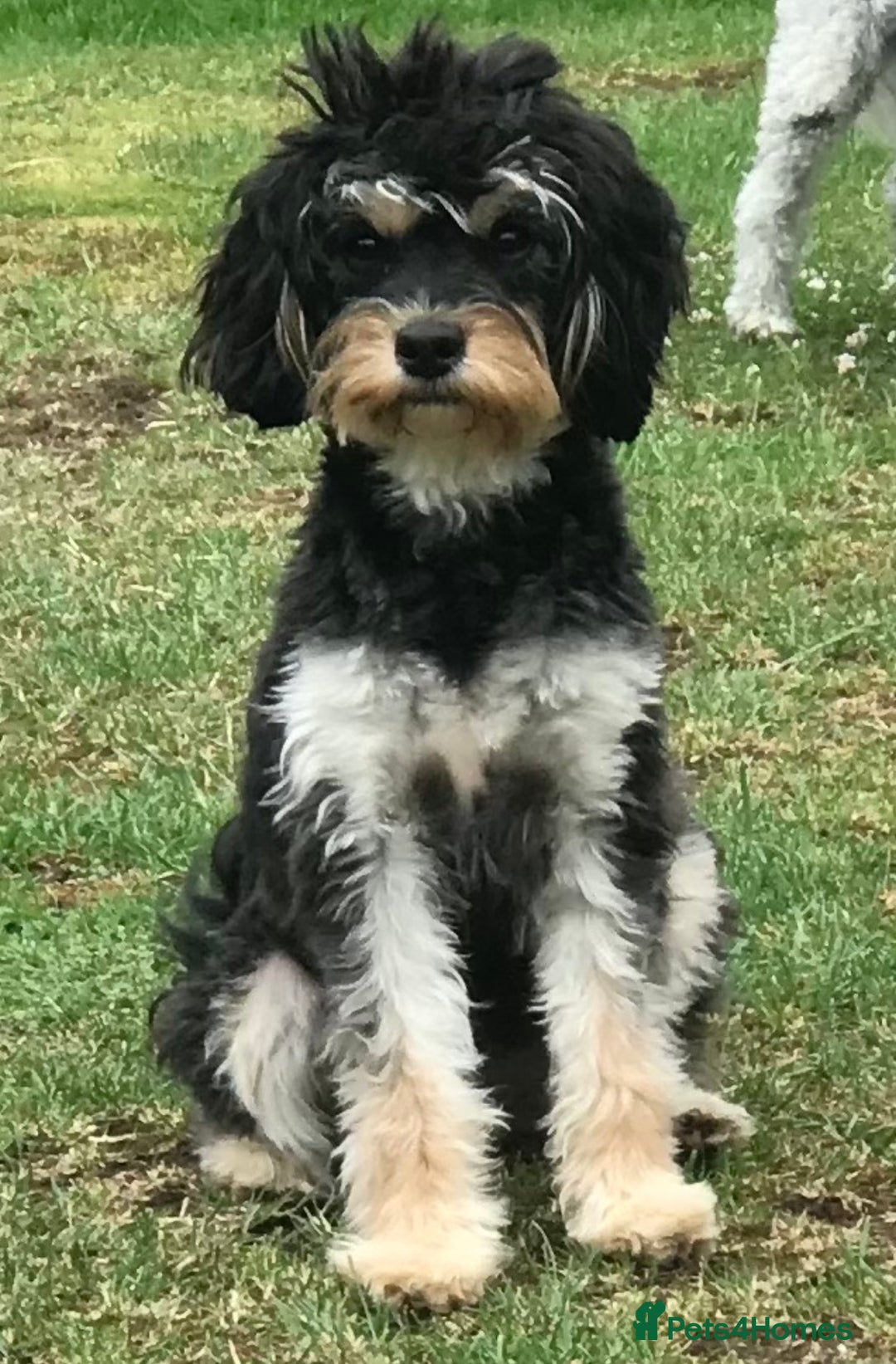 Cavapoo dogs for sale: TOY Fluffy Cavapoo’s From Health Tested Parents - Image 36