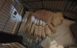 Maltese dogs for sale: Puppy maltese - Image 25
