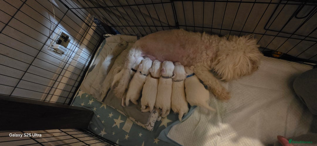 Maltese dogs for sale: Puppy maltese - Image 25