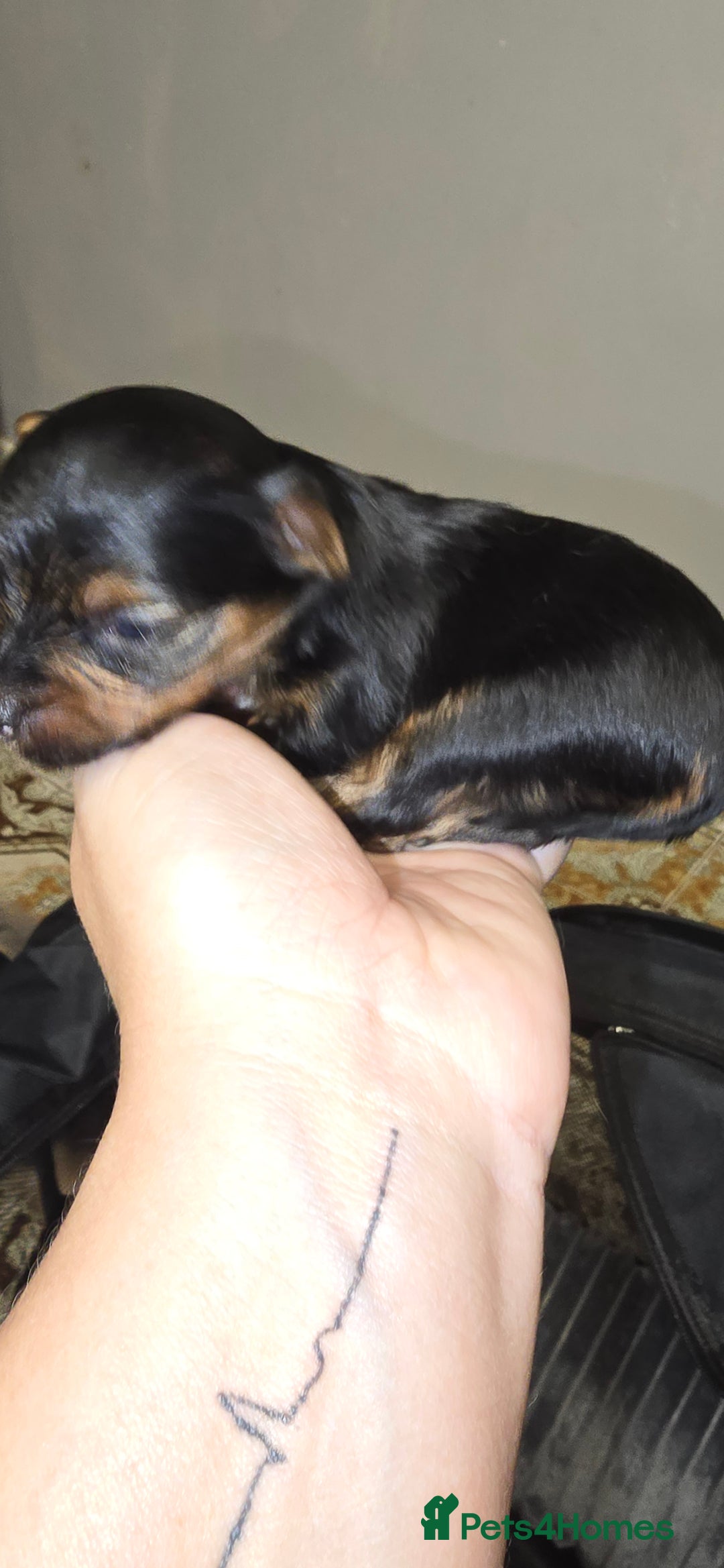 Yorkshire Terrier dogs for sale: Miniature Yorkshire Terrier  - Advert 5